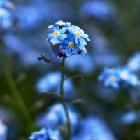 feinslieb forget me not