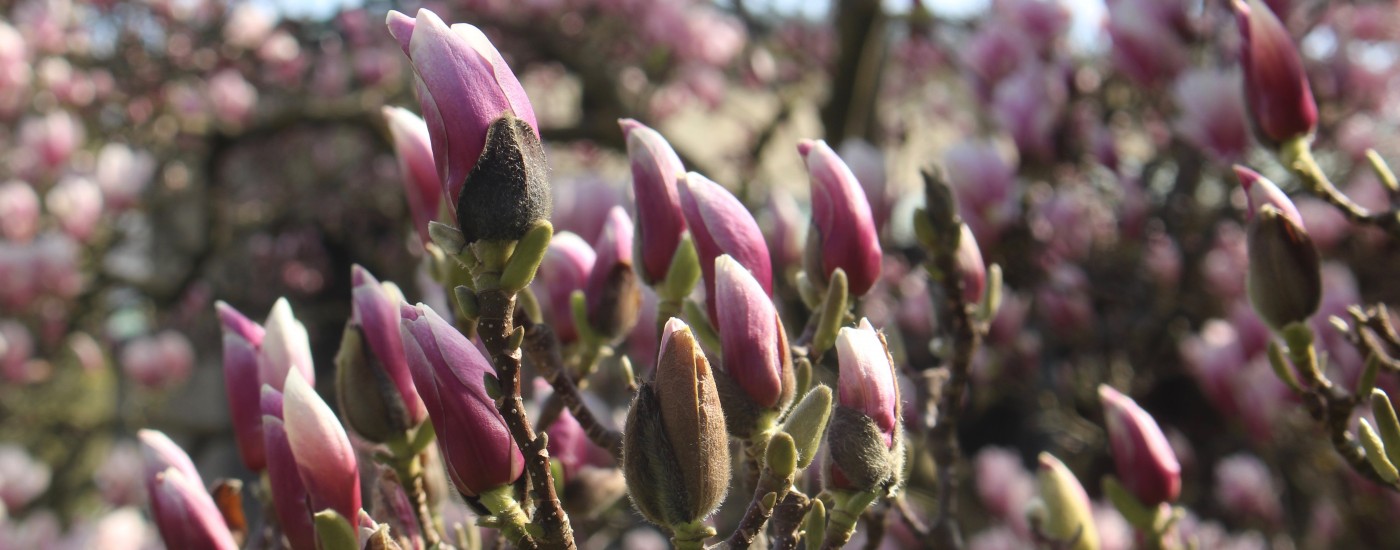 feinslieb Magnolia