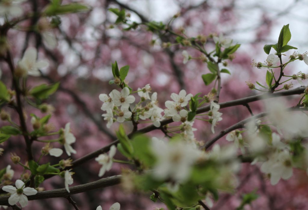 Weiße Baumblüten vor rosa Blüten