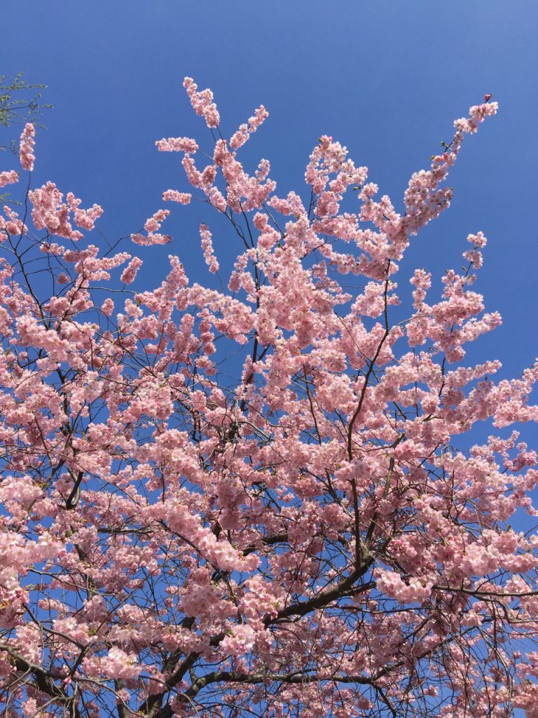 Rosa Japanische Kirschblüten (Hanami) vor blauem Himmel. (halber Baum)