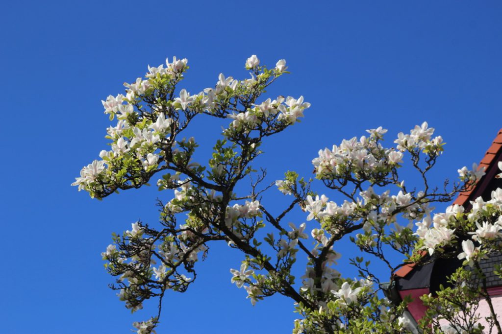 Weiße Magnolienblüten vor blauem Himmel