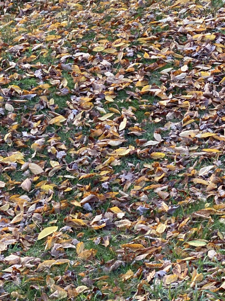 Herbstblätter auf Wiese