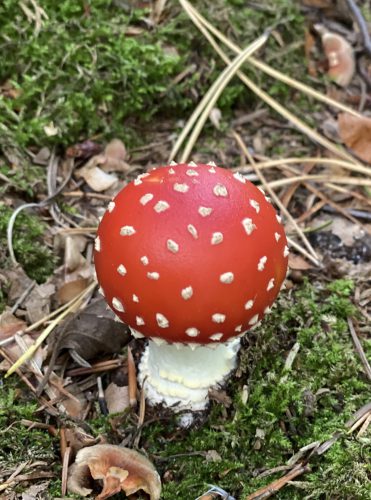 Kleiner runder Fliegenpilz auf Waldboden.