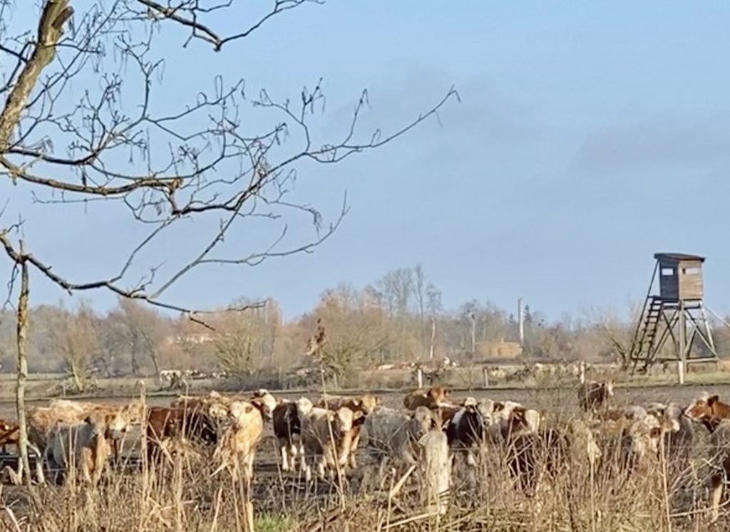 Kühe in winterlicher Landschaft vor Hochsitz.