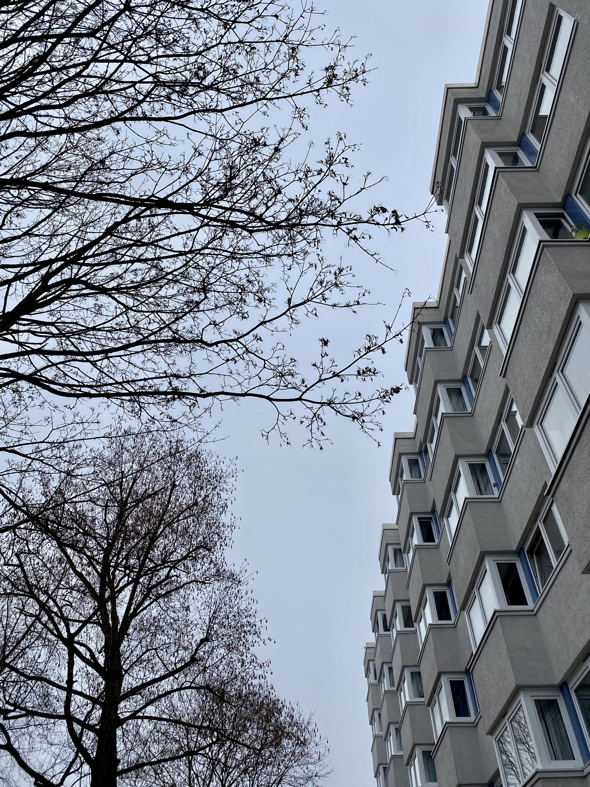 Baumsilhouette Und graues Hochhaus