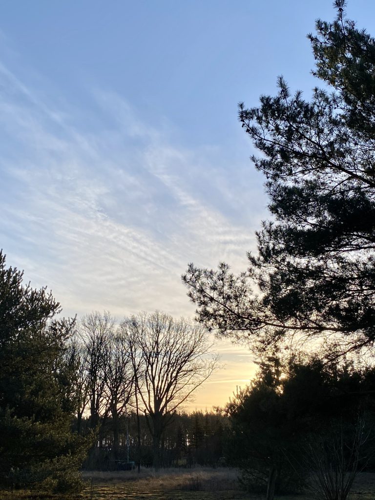 Kiefern und Laubbäume im Januar vor morgendlichem Himmel (vor Sonnenaufgang)