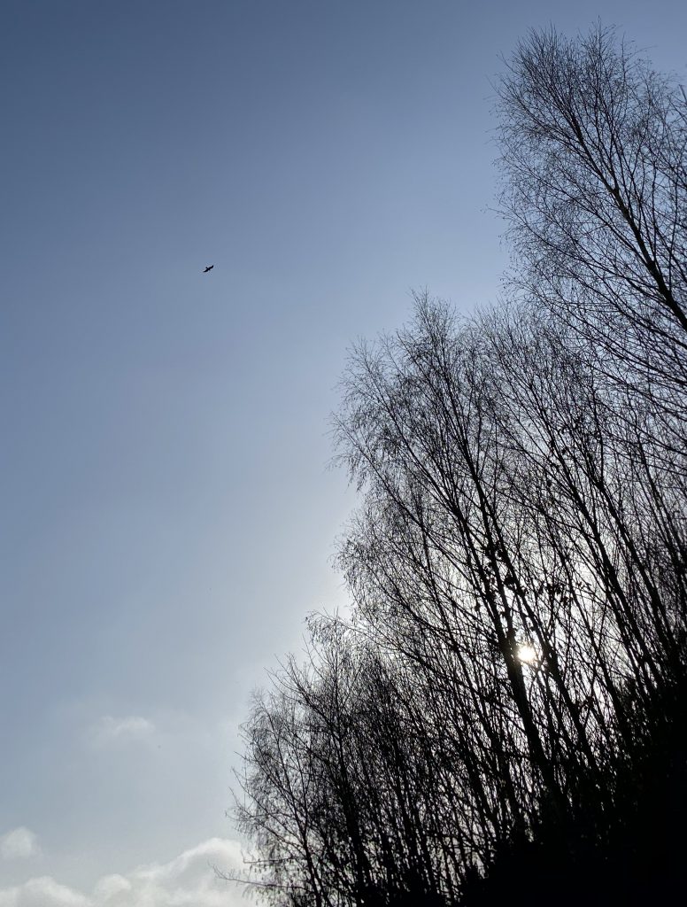 Fischadler fliegt auf kahle Bäume zu (weit weg)
