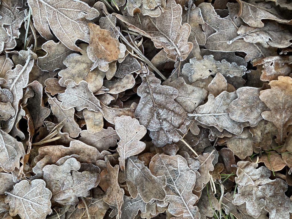 trockene Eichenblätter mit Frosträndern auf dem Waldboden von oben