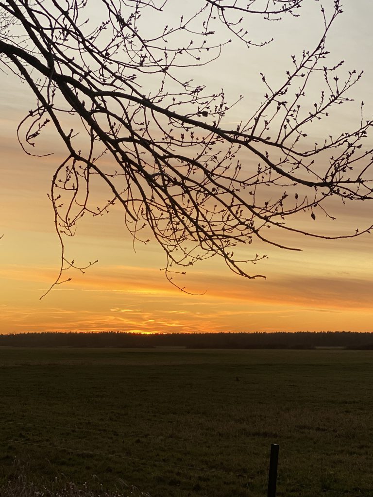 Sonnenuntergang hinter kahlem Zweig im Vordergrund