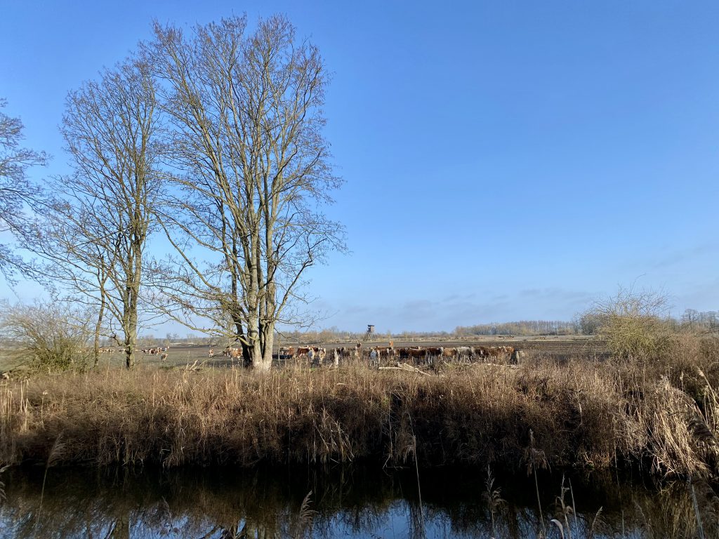 Kühe auf der anderen Flussseite im Winter