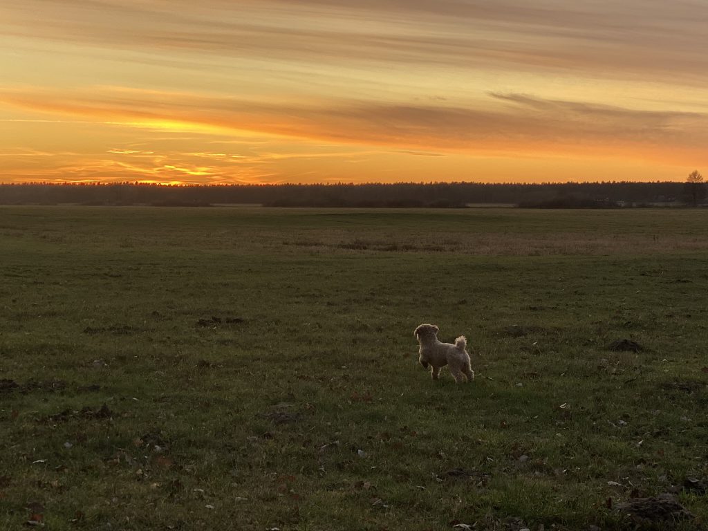 kleiner Hund auf Wiese vor Sonnenuntergang