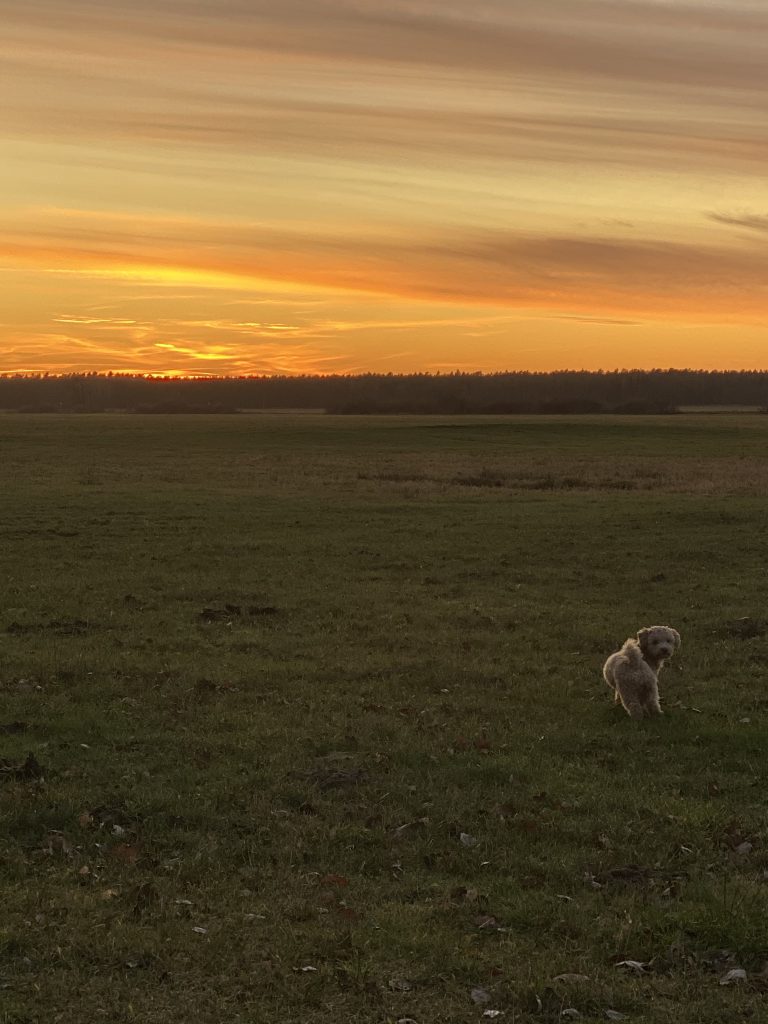 Sonnenuntergang und kleiner Hund davor auf Wiese