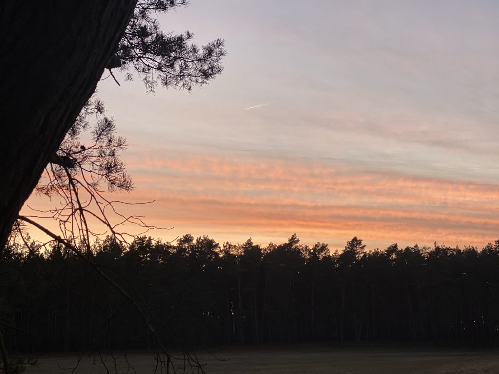 Sonnenuntergangsstimmung in rosa färben über Waldsaum