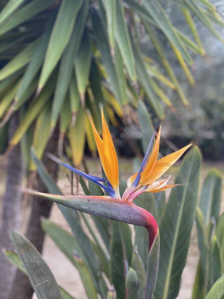 Blüte im Winter in Sizilien: seit aus wie ein Vogel mit rotem Kopf und orangenen Flügeln, der den Kopf neigt und über einer Pflanze schwirrt.
