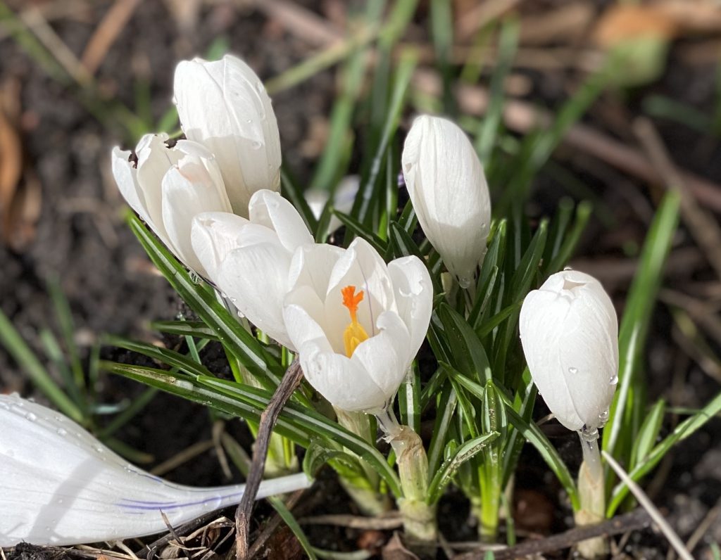 weiße Krokus-Blüten