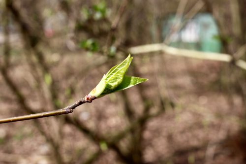 aufbrechende Knape vor braunem Waldboden