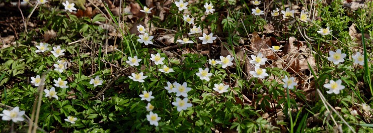 viele kleine Anemonen/Buschwindröschen auf Waldboden