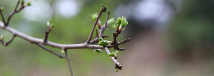 Sprießende grüne Knospen an Baumzweig
