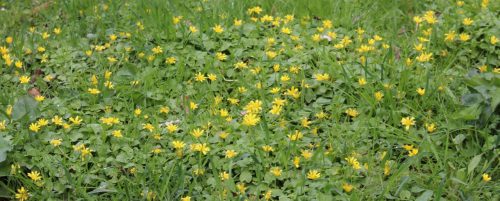 gelbe Frühlingsblumen auf Grün