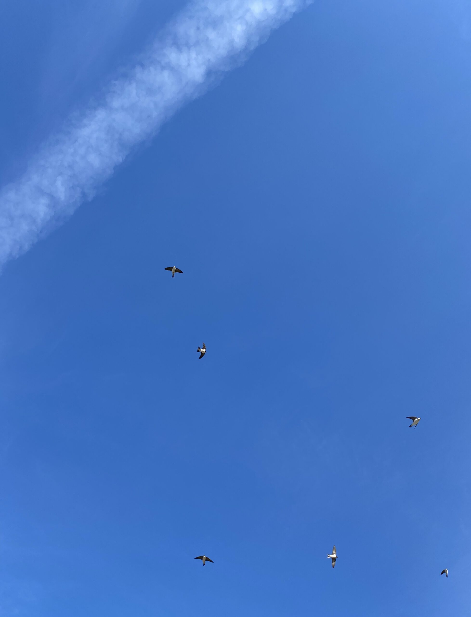 Glücksmomente der Woche vom 21. bis 27. Mai 2020: Blauer Himmel mit 5 fliegenden Schwalben