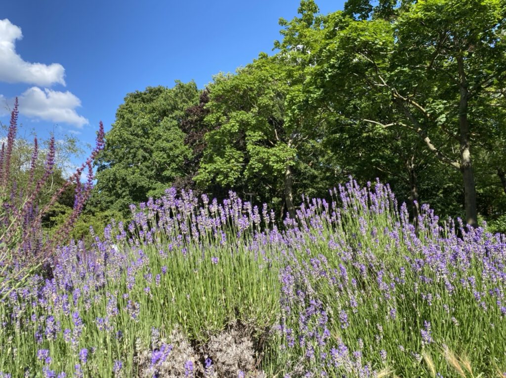 Glücksmomente der Woche vom 18. bis 24. Juni 2020, Nr. 5: Lavendelrabatte mit Bäumen und blauem Himmel im Hintergrund