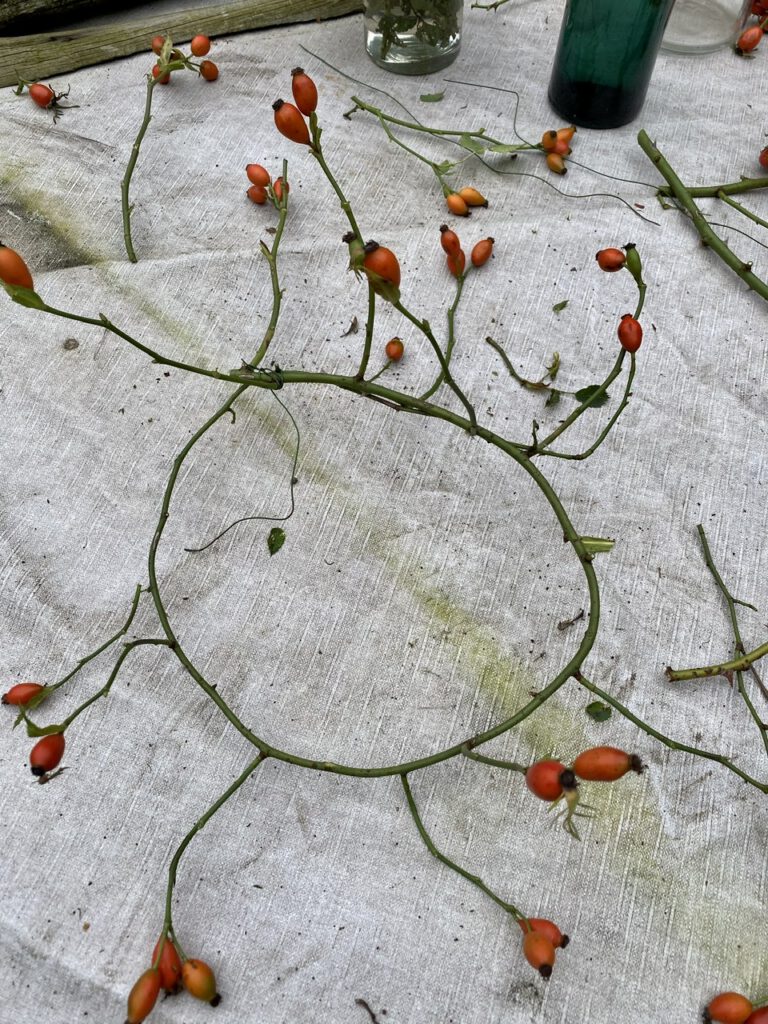 Hagebuttenkranz Schritt 2: Kreis aus Zweig, fixiert mit Blumendraht