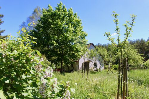 Haus auf dem Land / feinslieb zwischen Maibäumen und Wiese davor
