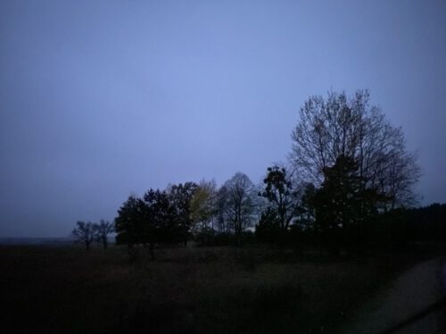 Bäume in der Dämmerung bei Nebel