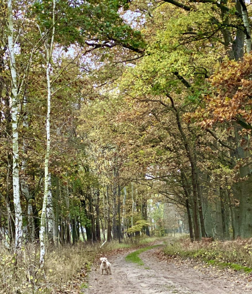 Waldweg mit bunt belaubten Bäumen an ein perfekter Tag im November 2020