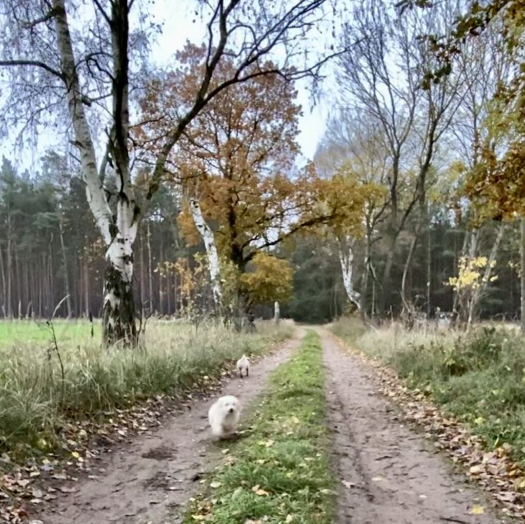 Ein perfekter Tag im November: Die Natur genießen. Waldweg mit Bäumen und kleinem Hund auf dem Weg.