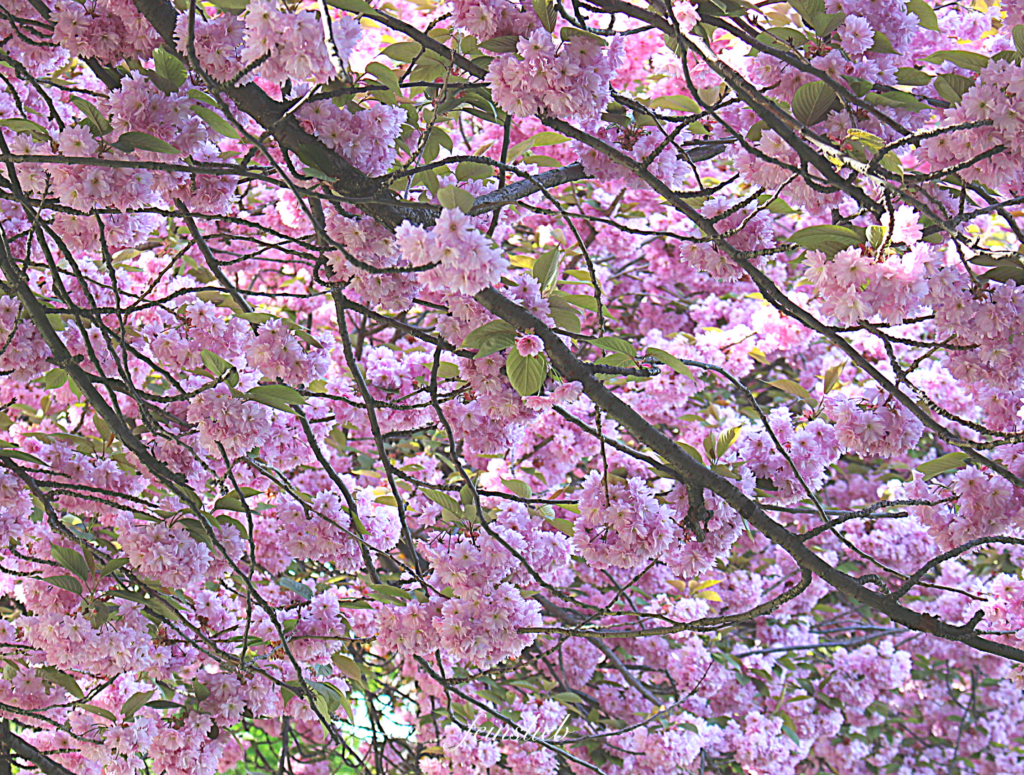 Japanische Kirschblüten von unten, einer von 11 Glücksmomente des Monats April 2021