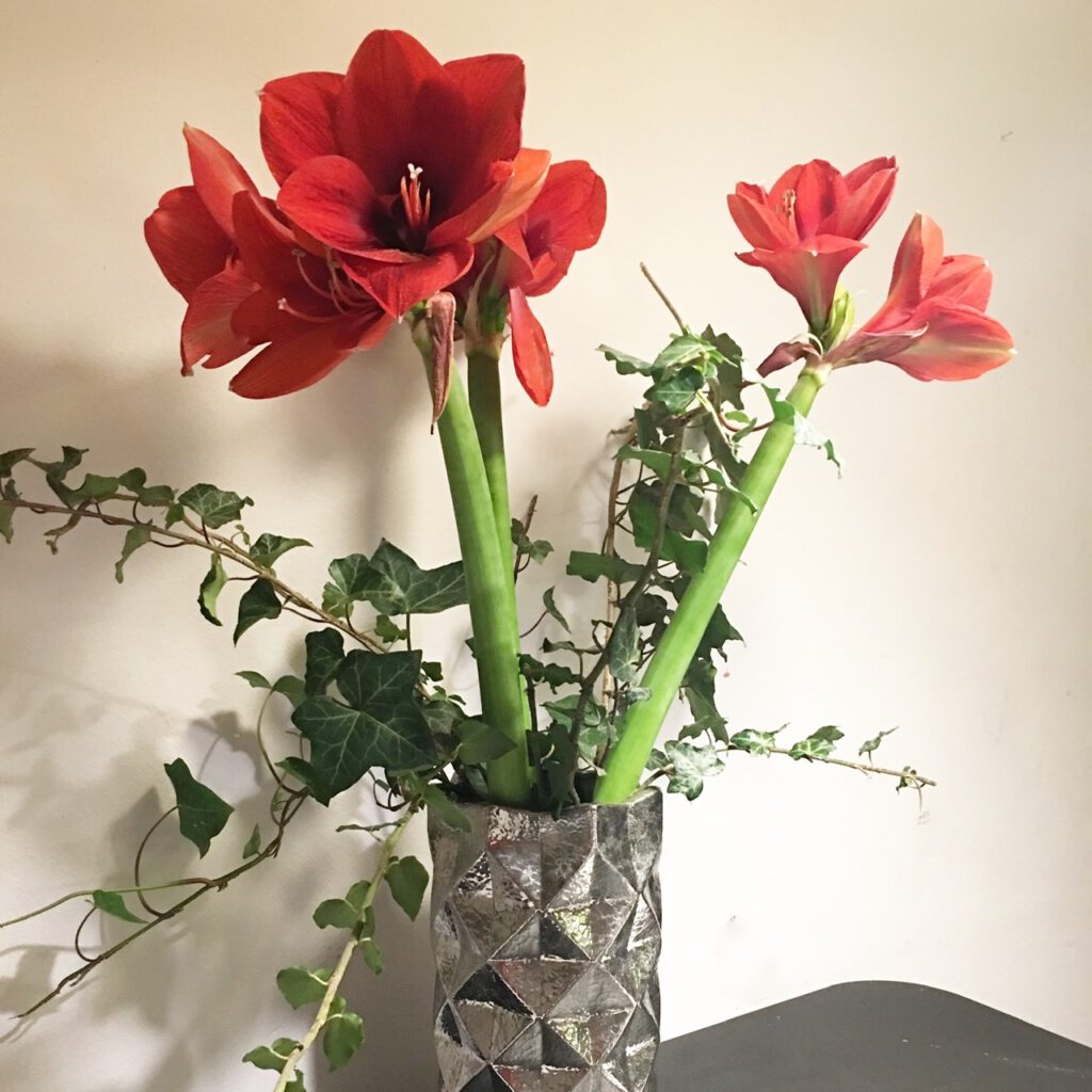 Rote Amaryllis mit Efeuzweigen in silberner Vase