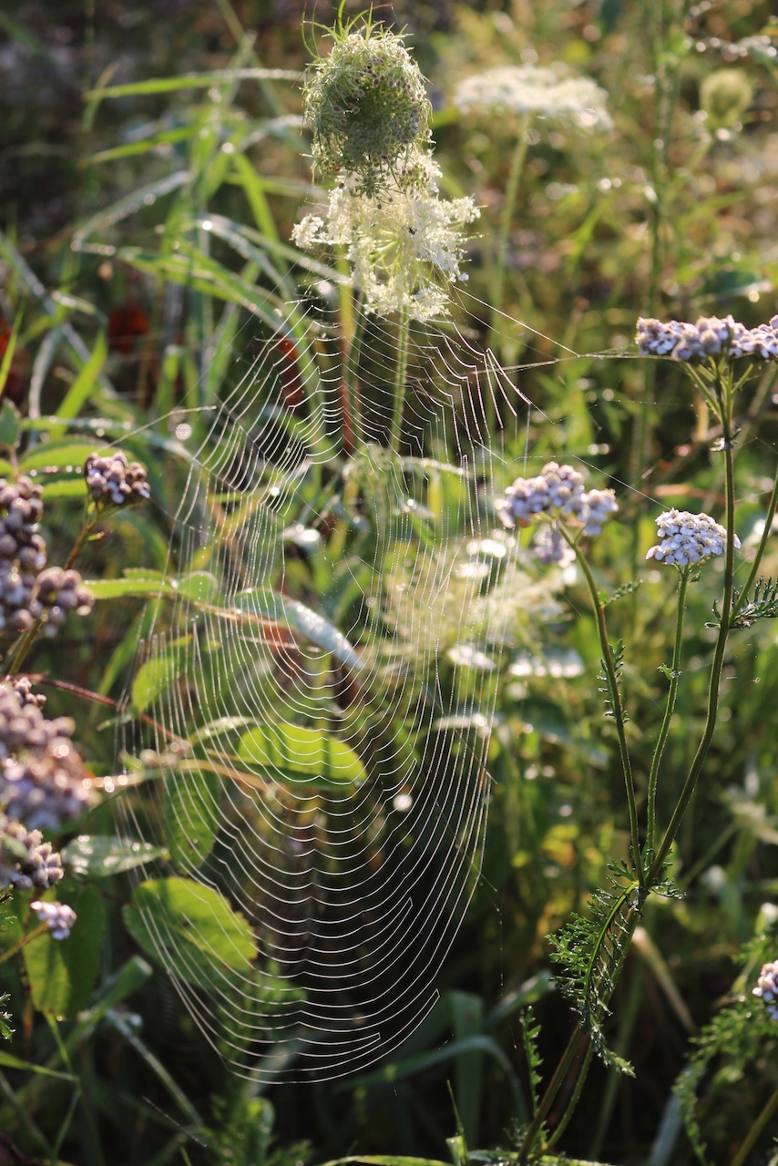 Spinnennetz zwischen wilden Möhren