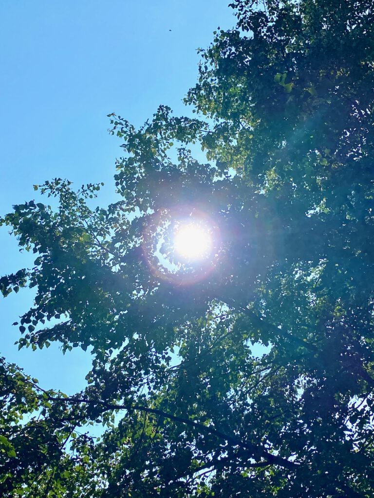 Helle August-Sonne scheint durch Äste von einem Baum