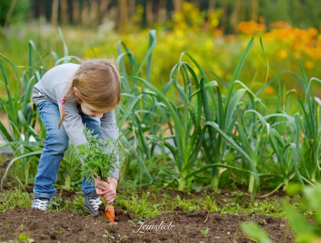 Kind zieht Karotte aus Gartenbeet (Ernten - September Ideen für Aktivitäten mit Kindern)