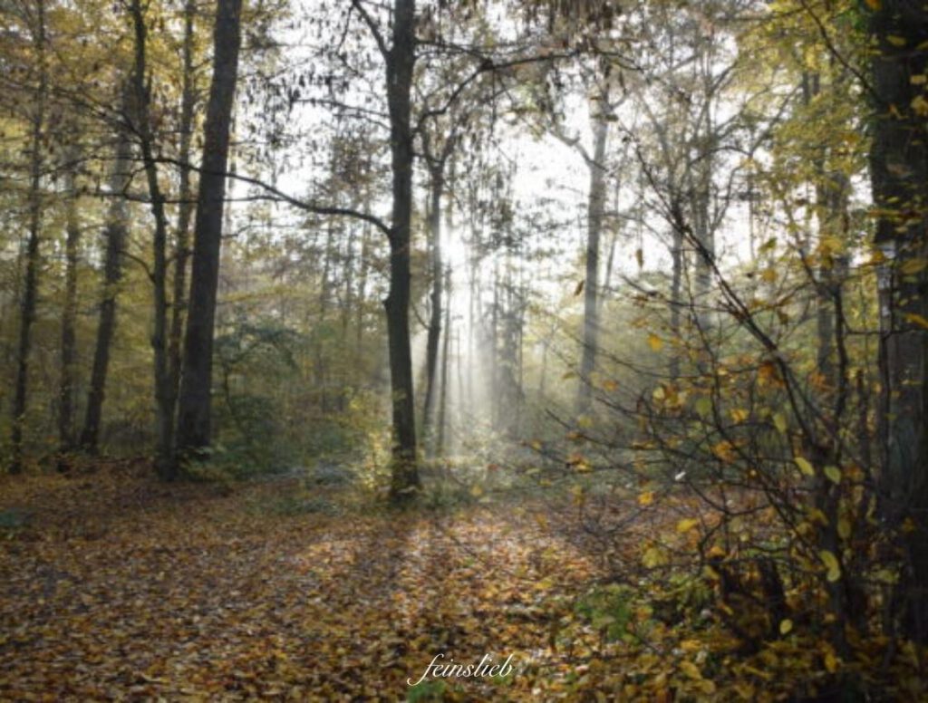 Licht scheint durch den Herbstwald