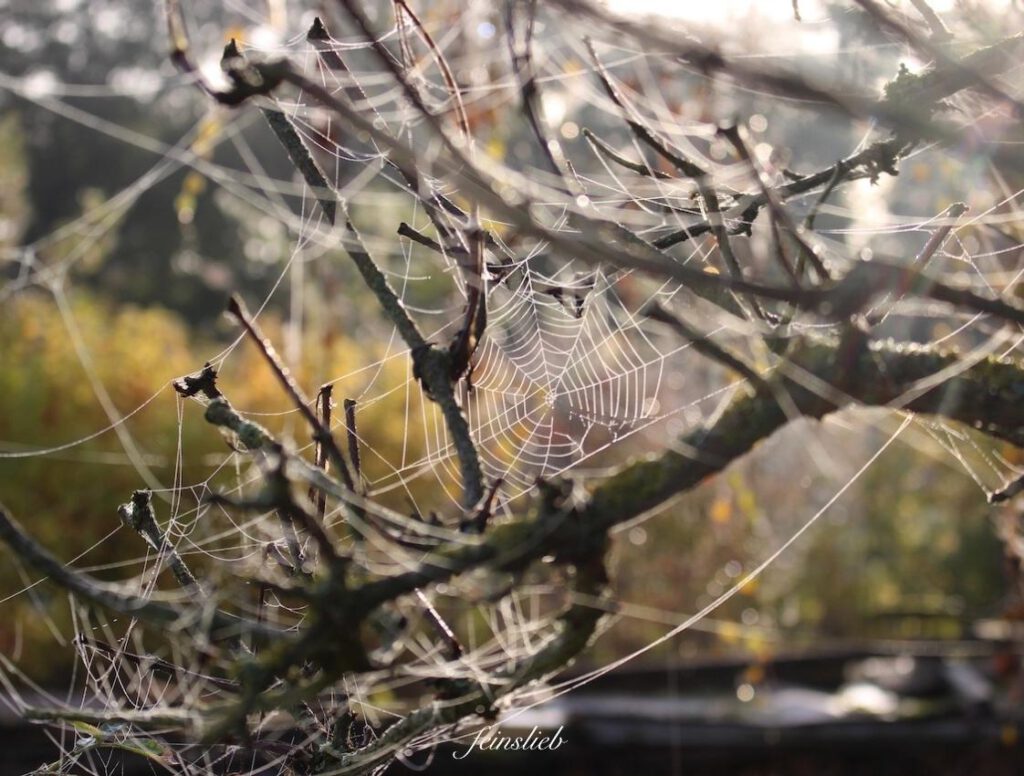 Spinnennetz in Ästen vor Herbstgarten