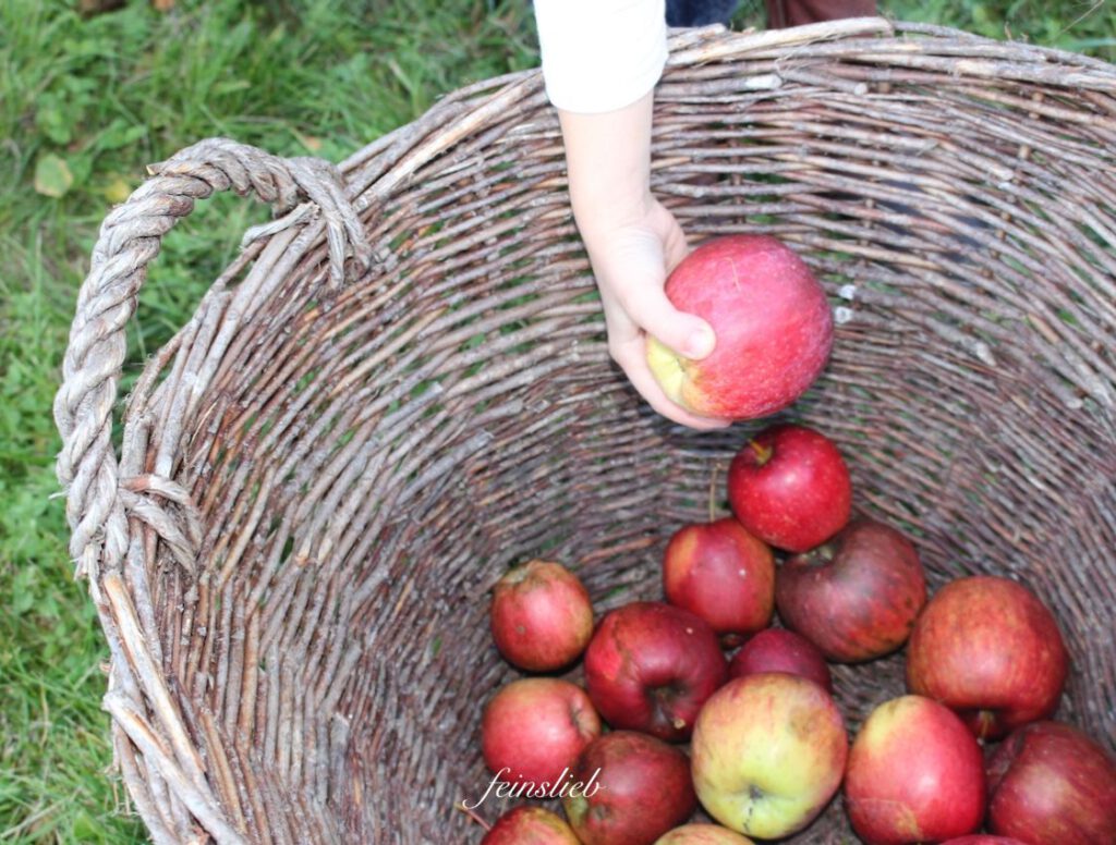 Kind tut Fallobst-Apfel in einen Korb
(September Idee für Kinder)