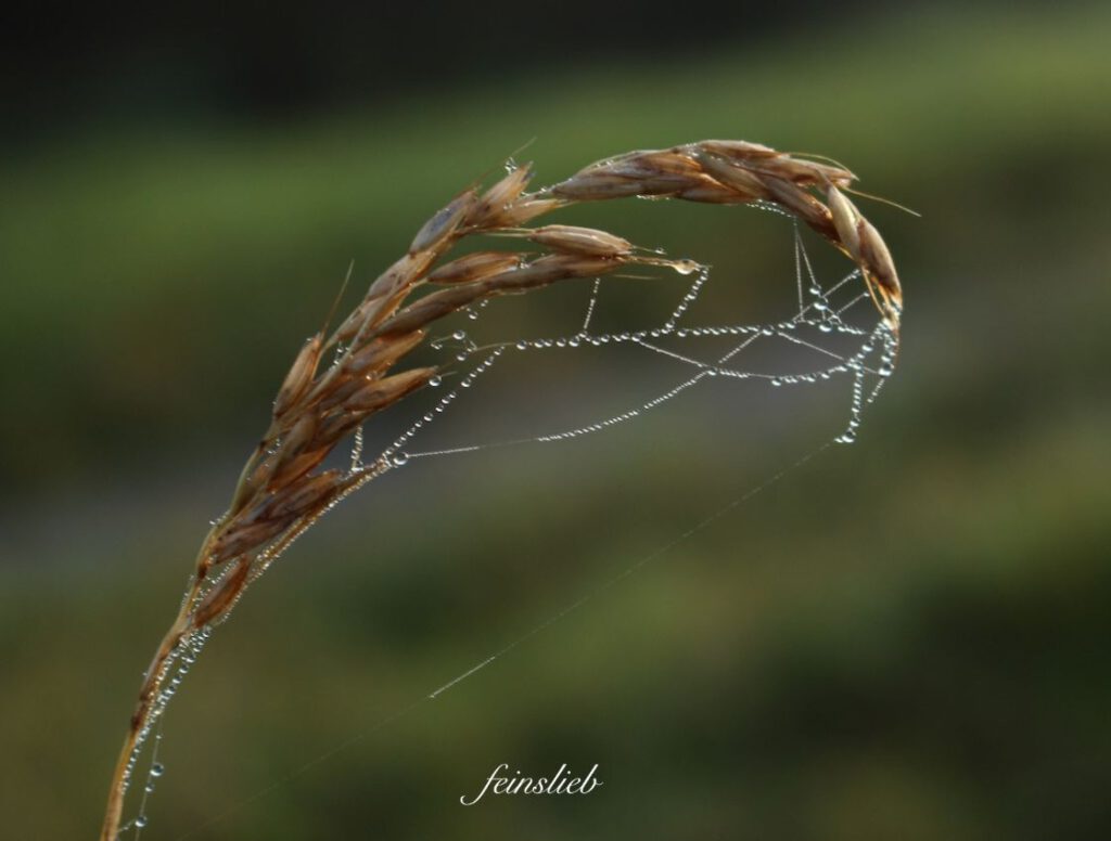 Winzige Tautropfen an Spinnenfäden Getreidehalm vor grünem Hintergrund (September)