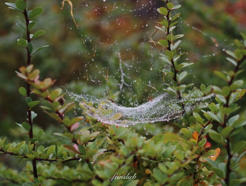 Spinnennetz mit Tautropfen in Berberitzen-Strauch