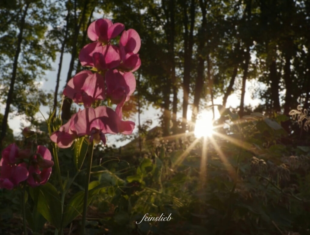 Sonnenlicht strahlt von hinten durch Hecke in einen Garten mit roter Blume - September Stimmung