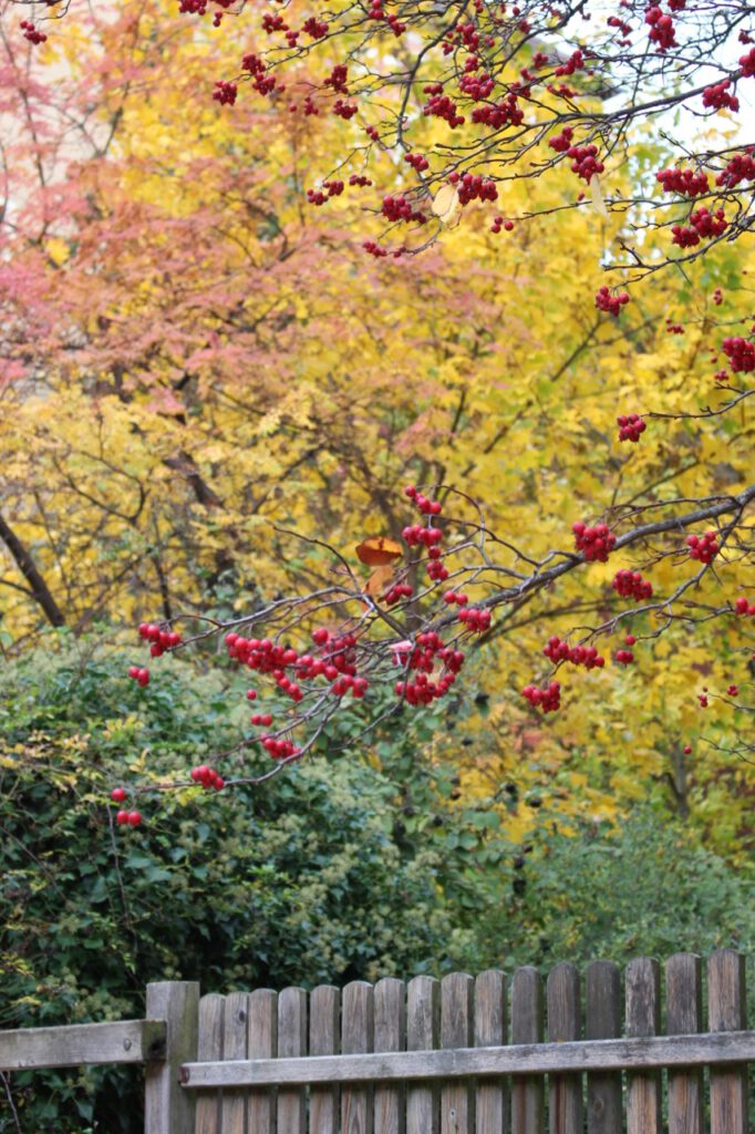Rote Vogelbeeren vor gelben Blättern