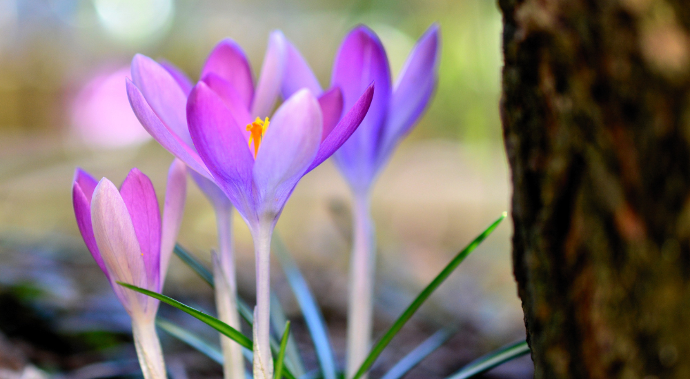 Krokusse im März
