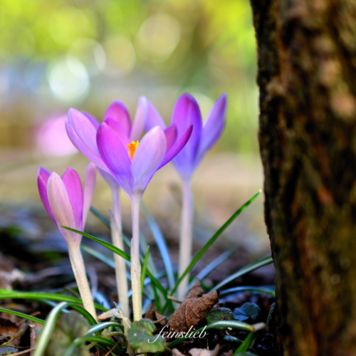 Krokusse im März