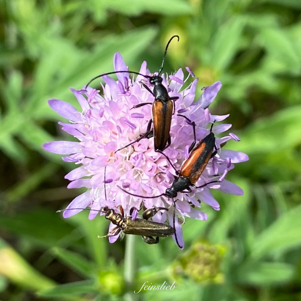 Drei braune Käfer an helllila Blüte vor Grün
