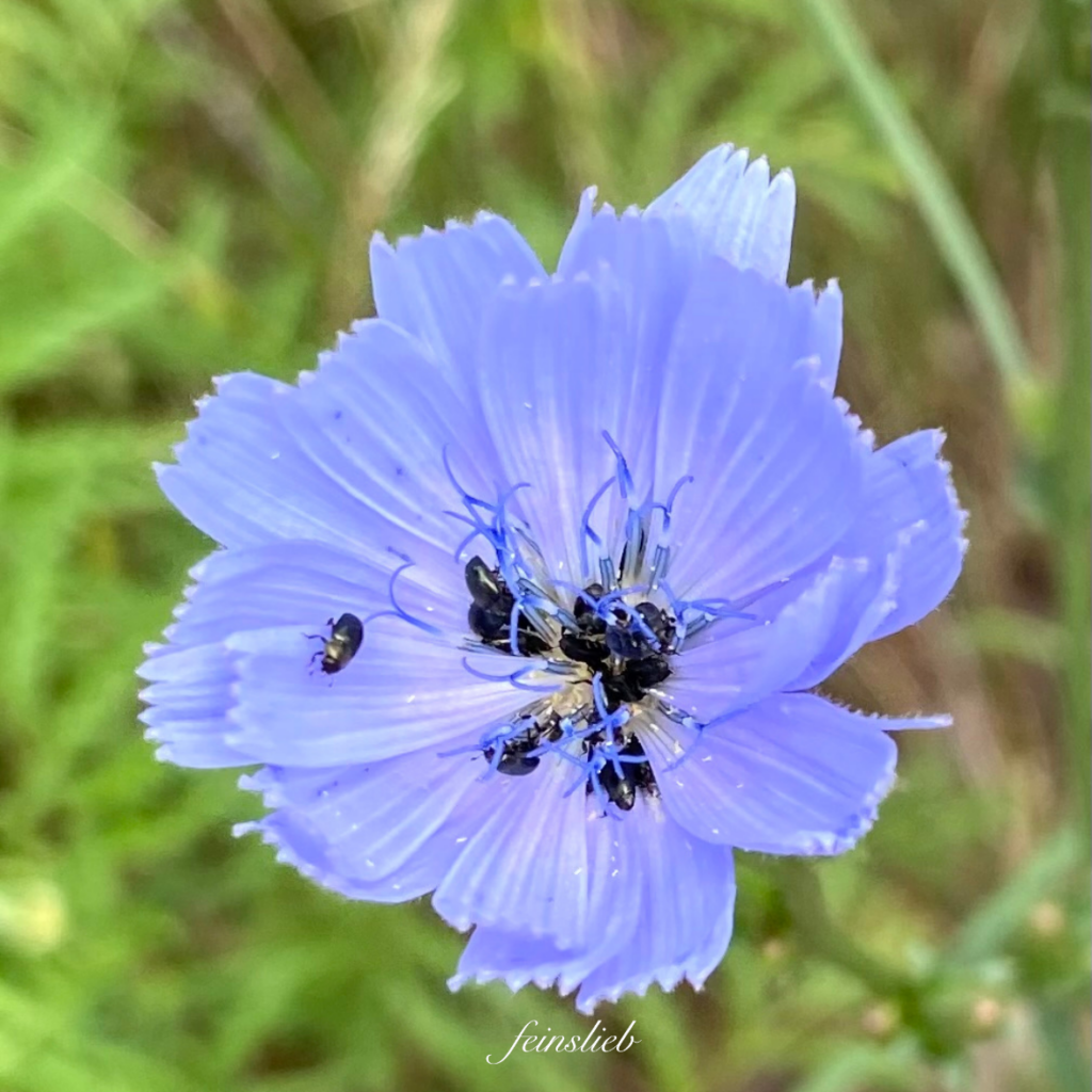 viele winzige schwarze Käfer in blauer Wegwarte-Blüte