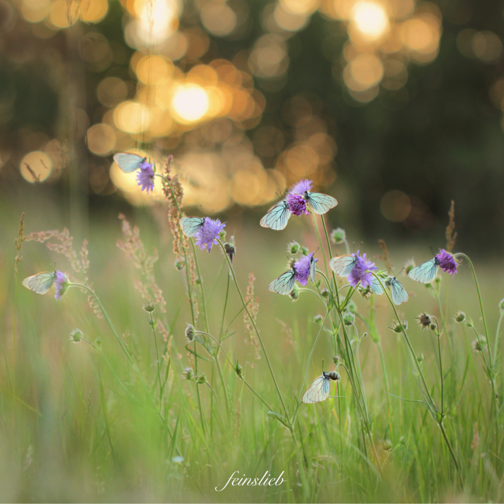 lila Blumen mit zarten weißen Schmetterlingen dran in Wiese vor Wald, Lichtpunkte im Hintergrund