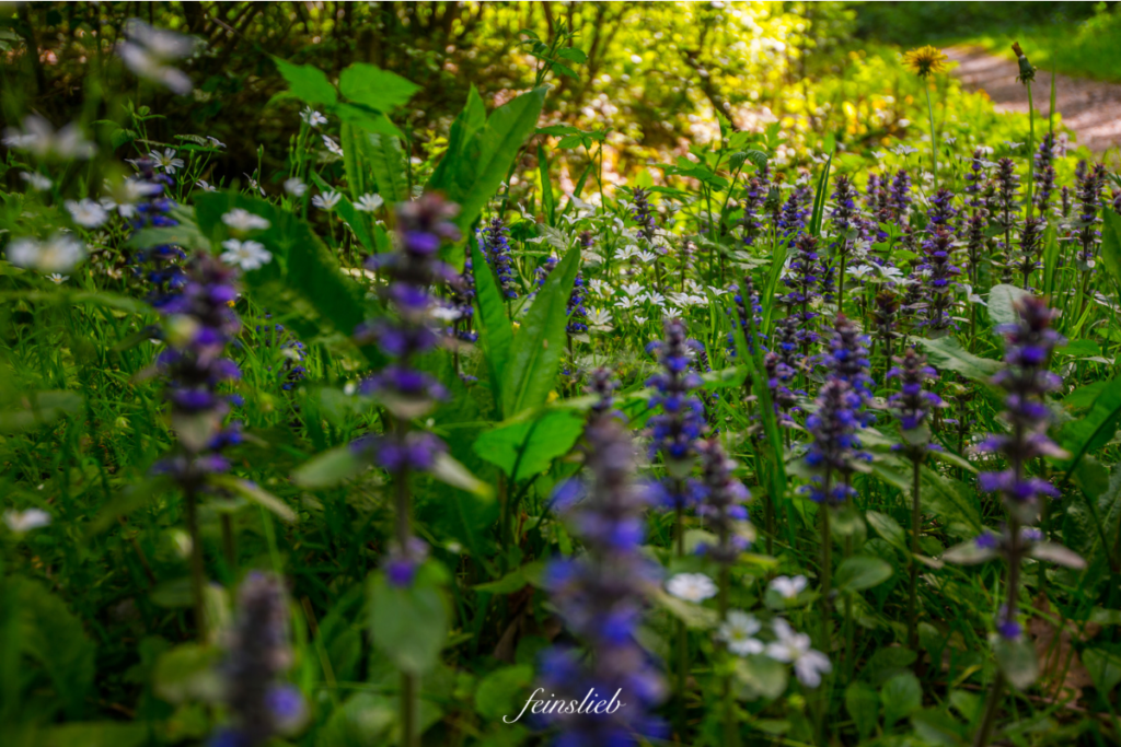 Juli-Wald mit Blumen und Sonnenlicht