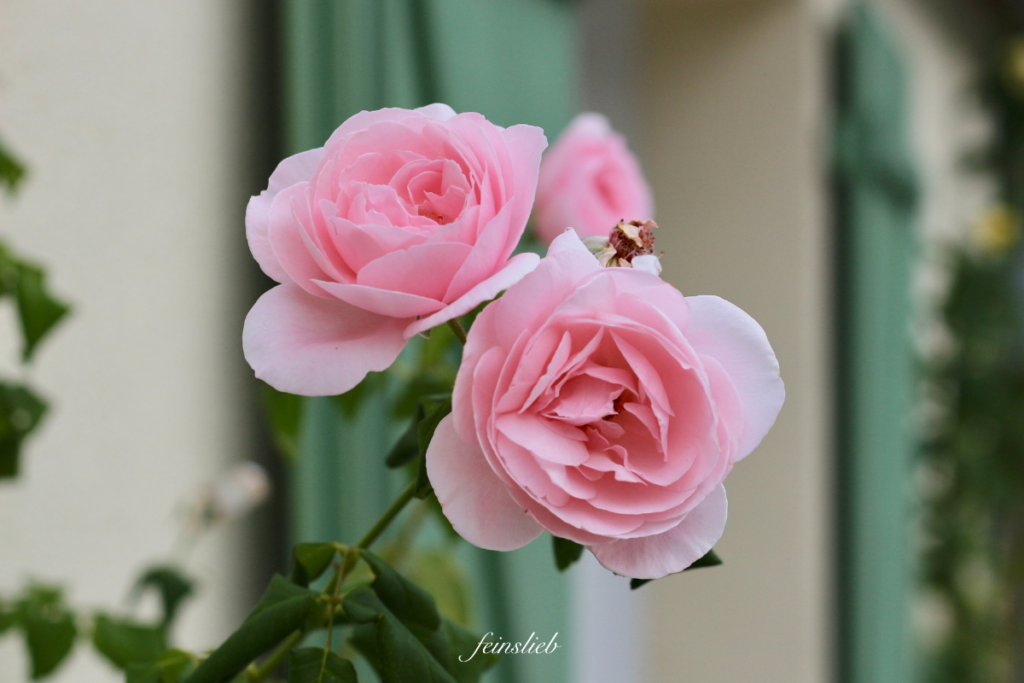 drei zarte rosa Rosen