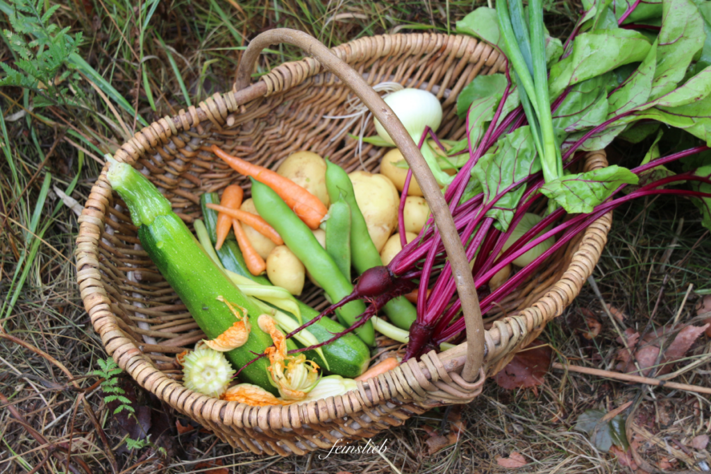 einfacher Korb mit buntem Gartengemüse drin - Zucchini, Bohnenschoten, Kartoffeln, Möhren, roter Mangold